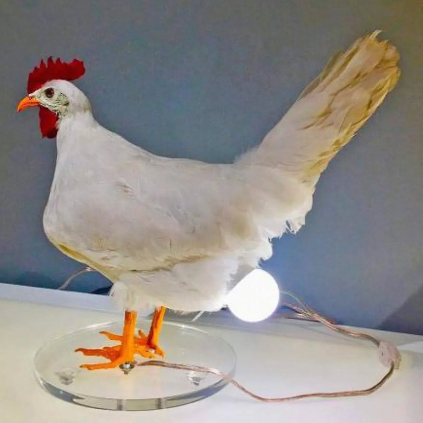 Chicken Egg Lamp from Odditygadget at $23.97