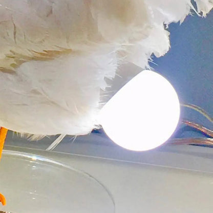 Chicken Egg Lamp from Odditygadget at $23.97